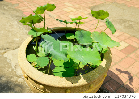 Beautiful scenery of Wat Chedi Luang temple in Chiang Mai, Thailand 117034376