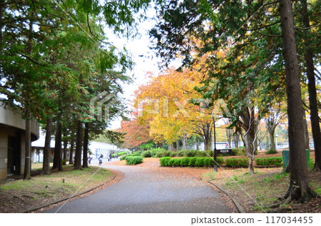 Names of autumn leaves in Tokyo Names of autumn leaves in Tokyo 117034455