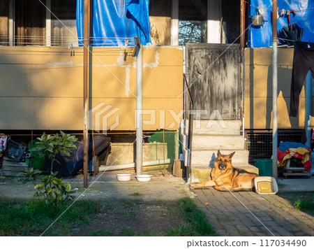 Shepherd guards the yard. The dog is sitting on the balcony. Shepherd guards the yard. The dog is sitting on the balcony. 117034490