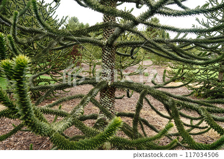 如何在植物園享受冬天 如何在植物園享受冬天 117034506