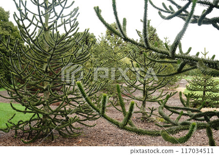 How to enjoy the Botanic Garden in winter 117034511