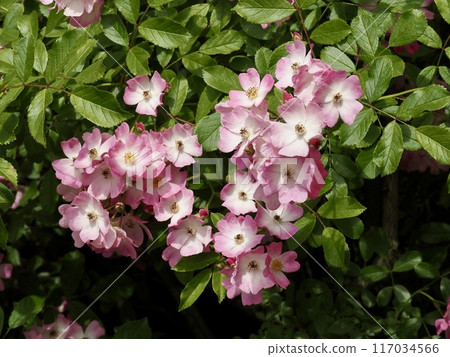 芭蕾舞女演員 117034566