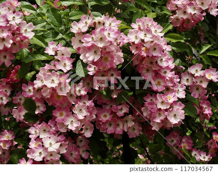 芭蕾舞女演員 117034567