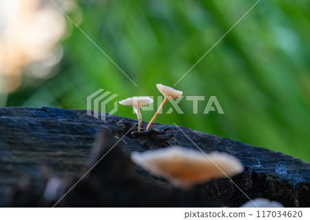 Mushrooms on old stumps 117034620
