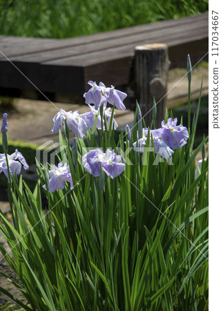 Landscape with irises 117034667