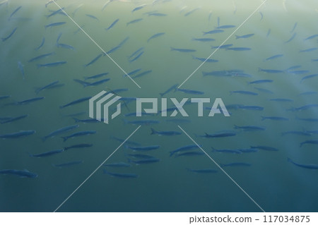 Tropical ocean with school of little fish in underwater. Ocean background 117034875
