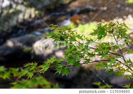 苔蘚岩石 117034893