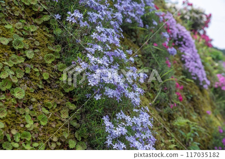 A pale purple moss phlox blooming quietly in full bloom A pale purple moss phlox blooming quietly in full bloom 117035182