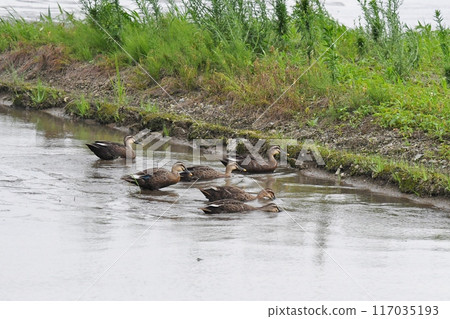 A flock of spot-billed ducks A flock of spot-billed ducks 117035193