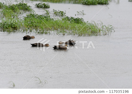 A flock of spot-billed ducks A flock of spot-billed ducks 117035196