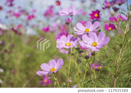 秋花波斯菊 秋花波斯菊 117035389