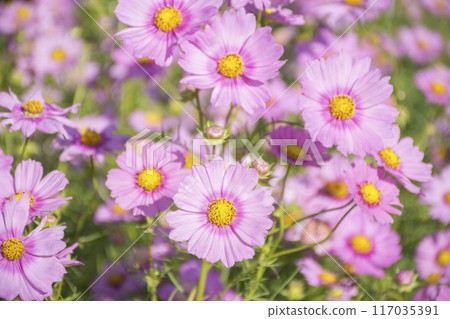 Autumn flower cosmos Autumn flower cosmos 117035391