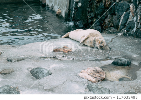 睡覺睡覺 117035493