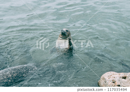 密封拳頭抽動 117035494