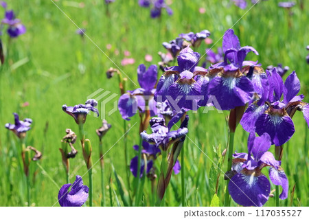 Iris flowers taken close-up Iris flowers taken close-up 117035527
