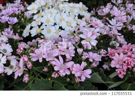 盆栽瓜葉菊花 盆栽瓜葉菊花 117035531