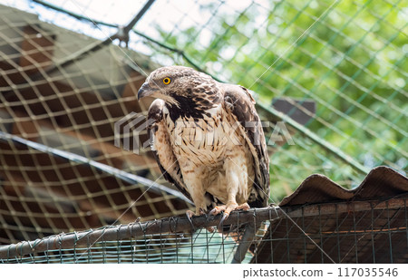 The crested honey buzzard (Pernis ptilorhynchus), also known as the Oriental, Asiatic, or Eastern honey buzzard The crested honey buzzard (Pernis ptilorhynchus), also known as the Oriental, Asiatic, or Eastern honey buzzard 117035546