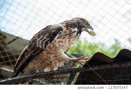 The crested honey buzzard (Pernis ptilorhynchus), also known as the Oriental, Asiatic, or Eastern honey buzzard eating 117035547