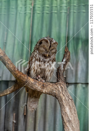 Ural owl (Strix uralensis) bird sleeping alone Ural owl (Strix uralensis) bird sleeping alone 117035551