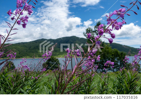 Lake Nozori in summer, willow herb colony 117035816