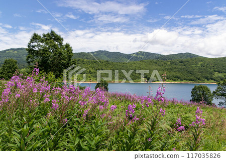Lake Nozori in summer, willow herb colony Lake Nozori in summer, willow herb colony 117035826