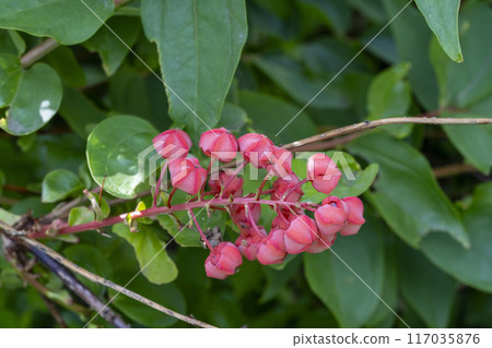 A close-up of the highly poisonous Deutzia japonica, whose flowers look like fruit 117035876