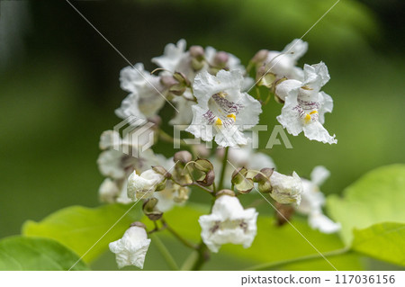 美國紅豇豆的特寫，白色花瓣內可見紫色斑點 117036156