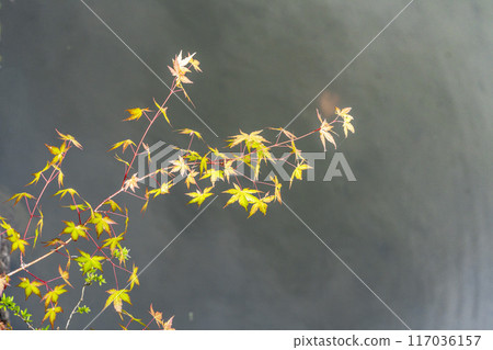 池塘上鋪滿了猩紅色邊緣的年輕楓葉 117036157