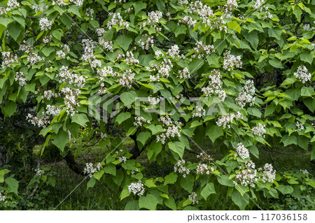 盛開的花豌豆，帶有捲曲的白黃色邊緣 117036158