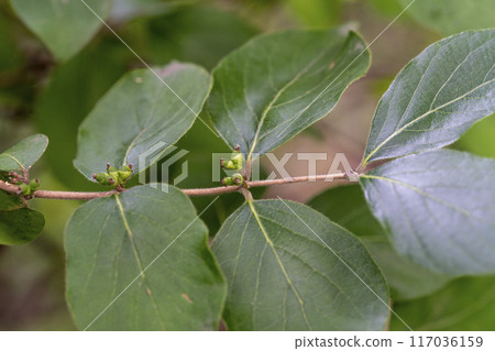 日本葫蘆未成熟的果實,其果實類似葫蘆。 日本葫蘆未成熟的果實,其果實類似葫蘆。 117036159