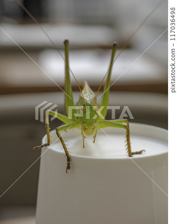 Grasshopper wanders into the classroom 117036498