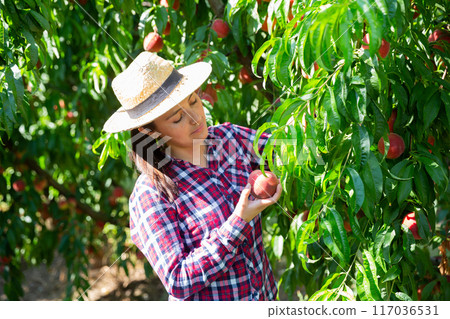 Young Hispanic female owner of orchard gathering harvest of peaches Young Hispanic female owner of orchard gathering harvest of peaches 117036531