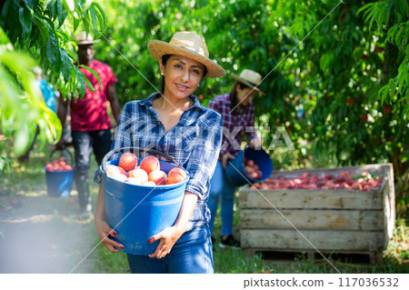 Cheerful hispanic female farmer with bucket of peaches in garden Cheerful hispanic female farmer with bucket of peaches in garden 117036532