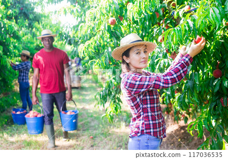 Portraite of positive woman harvests ripe peaches in orchard Portraite of positive woman harvests ripe peaches in orchard 117036535