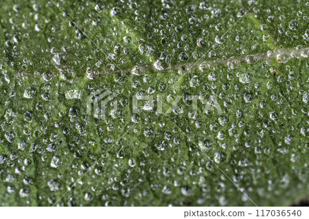 天鵝絨毛蕊花葉纖毛上的水滴 天鵝絨毛蕊花葉纖毛上的水滴 117036540