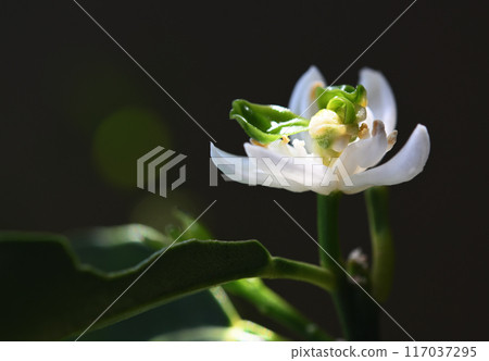 花中的葉子...金橘花 117037295