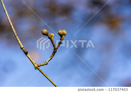 日本玉米樹仍然堅硬的芽的特寫 日本玉米樹仍然堅硬的芽的特寫 117037403