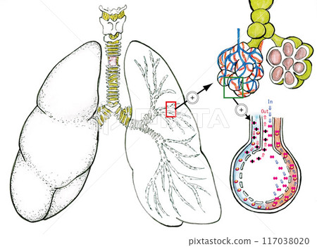 From the lungs to the bronchoalveolar From the lungs to the bronchoalveolar 117038020