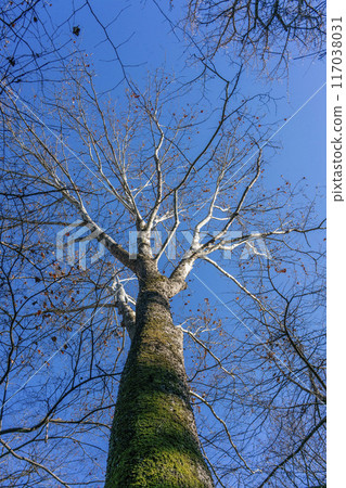 一棵大美國梧桐樹沐浴在冬日的陽光下 117038031