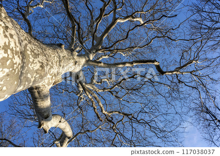 One of the oldest Japanese sycamore trees, introduced at the beginning of the Meiji period. One of the oldest Japanese sycamore trees, introduced at the beginning of the Meiji period. 117038037