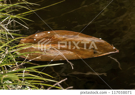 漂浮在水面上的水美人蕉葉上的幾片李子花瓣 117038071