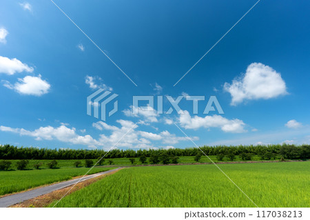 仲夏稻田與夏日天空的複製空間 117038213