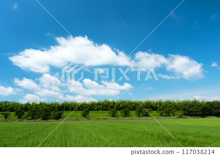 仲夏稻田與夏日天空的複製空間 117038214
