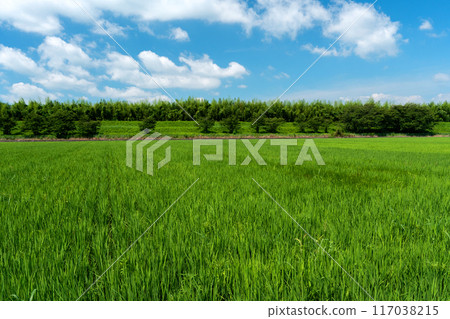 仲夏稻田與夏日天空的複製空間 117038215