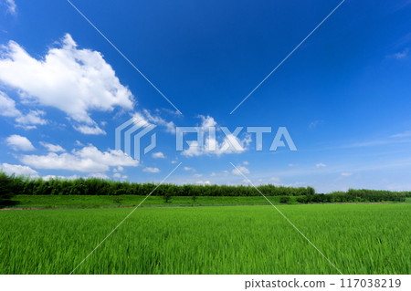 Paddy fields and summer sky in midsummer with copy space Paddy fields and summer sky in midsummer with copy space 117038219