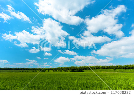 Paddy fields and summer sky in midsummer with copy space 117038222