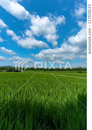 仲夏稻田與夏日天空的複製空間 仲夏稻田與夏日天空的複製空間 117038223