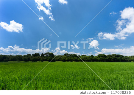 仲夏稻田與夏日天空的複製空間 117038226