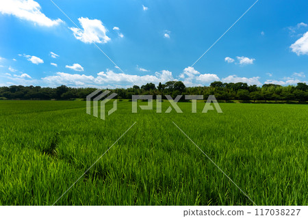 仲夏稻田與夏日天空的複製空間 117038227