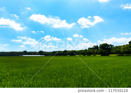 仲夏稻田與夏日天空的複製空間 117038228